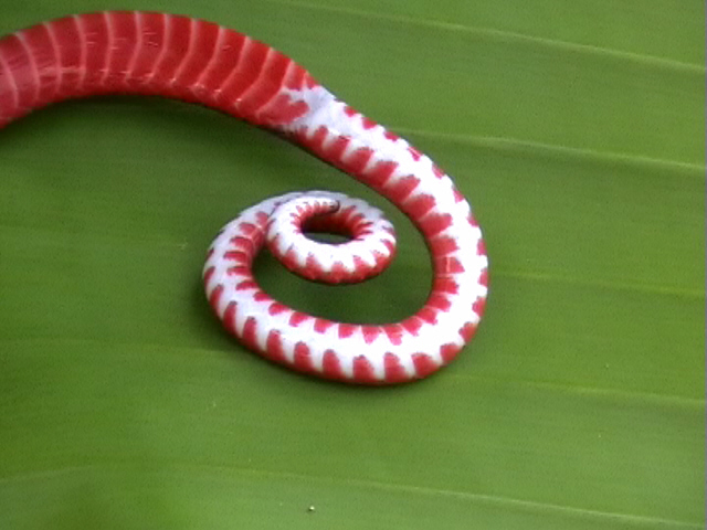 Calliophis nigrescens tail.jpg [128 Kb]